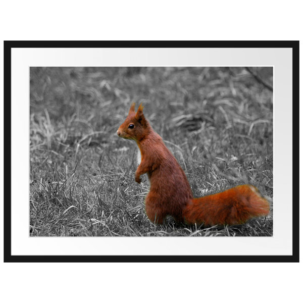 East Urban Home Gerahmtes Poster Eichhörnchen | Wayfair.de